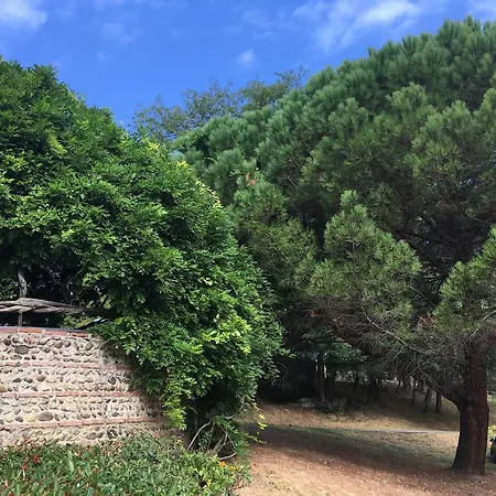 Ancely Studio Aséptisé